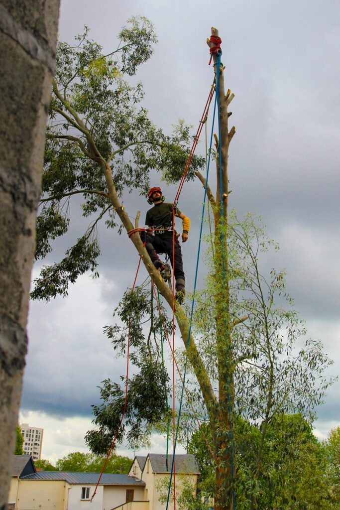 Réalisation Dandrobate - élagage d'arbre en Normandie