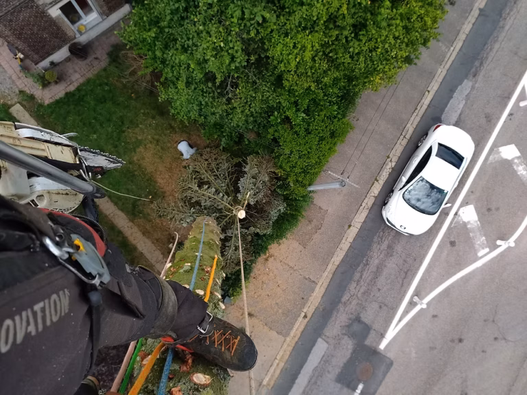 Quand élaguer un arbre en Normandie : guide complet 2026